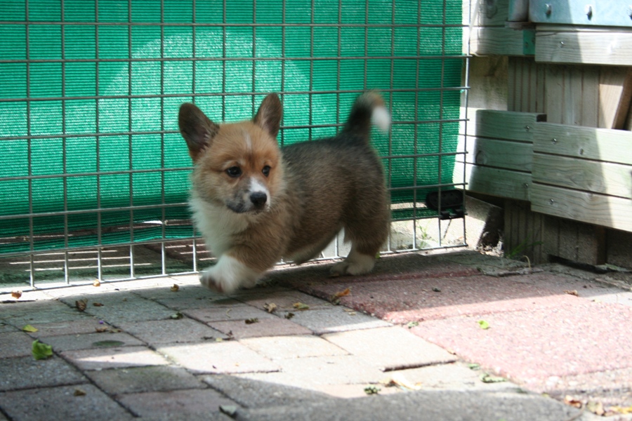 Puppies